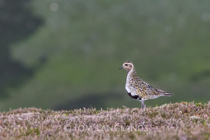 Golden Plover - Waders