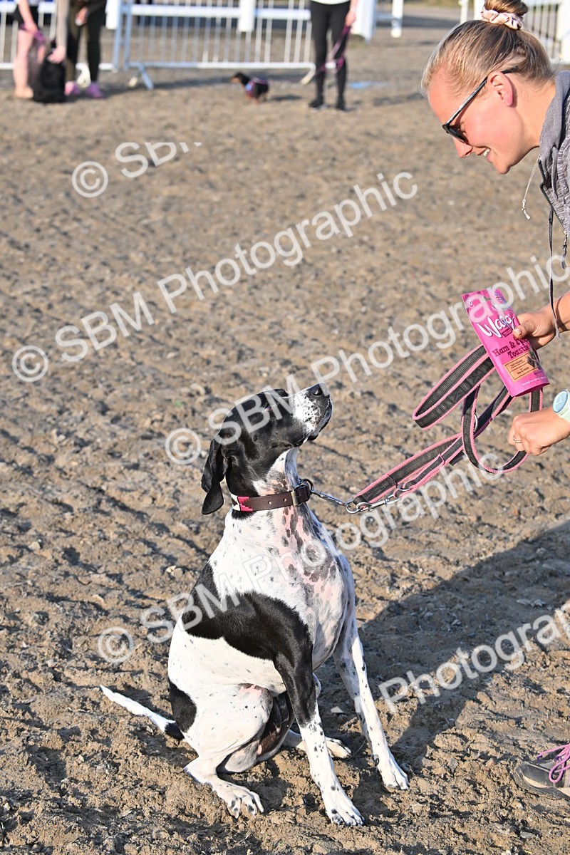 SBM_09456 - Lorry Dogs