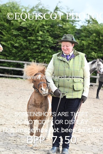 BPP_7150 - RING 1  (RIDDEN HORSES / IN HAND / VETERAN ETC)
