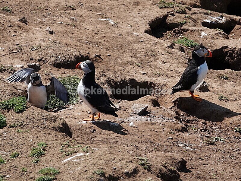 DSC00314 - Skomer 2019