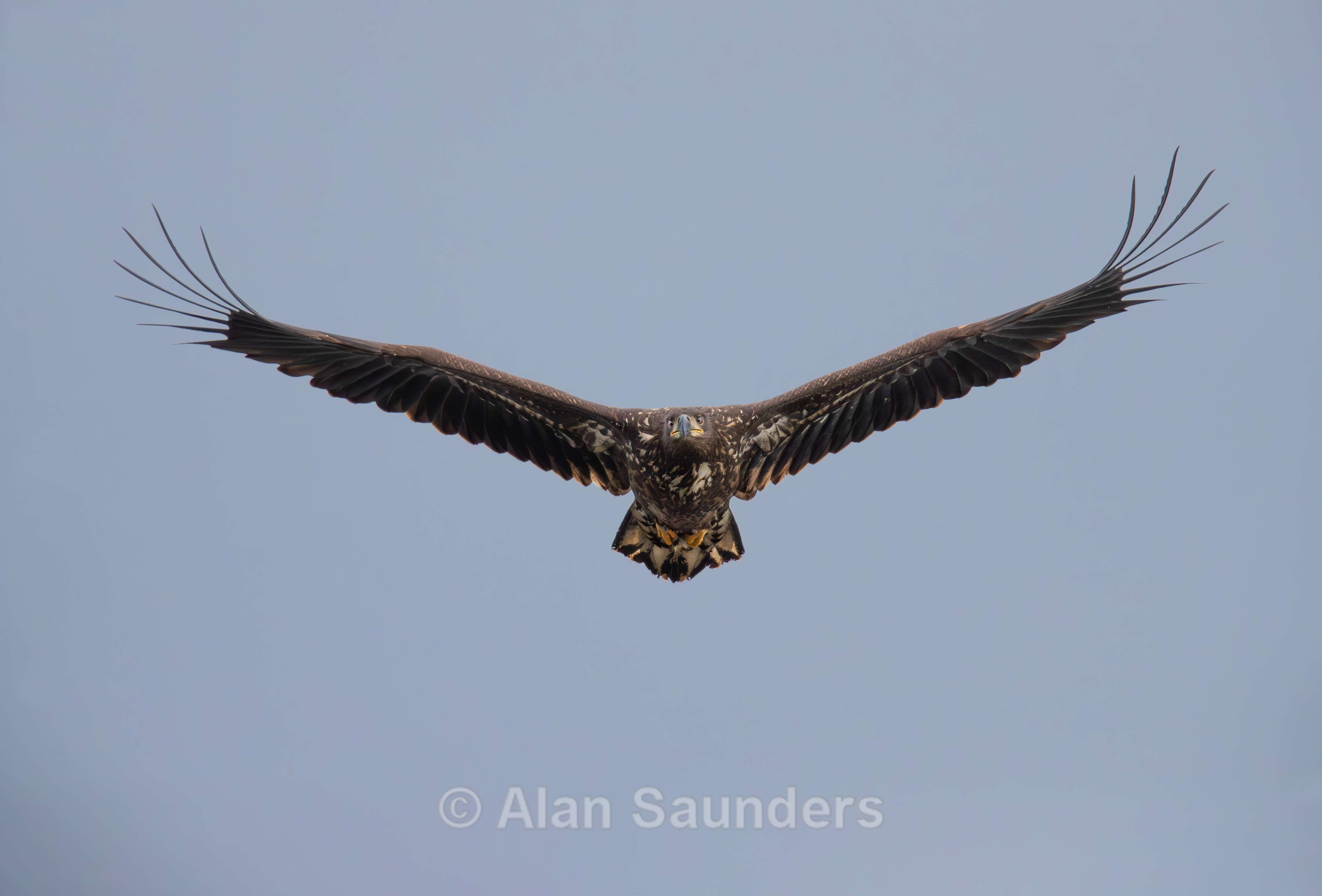 White Tailed Eagle 125