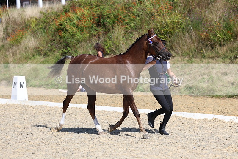 3E7A9846 - In Hand Championship