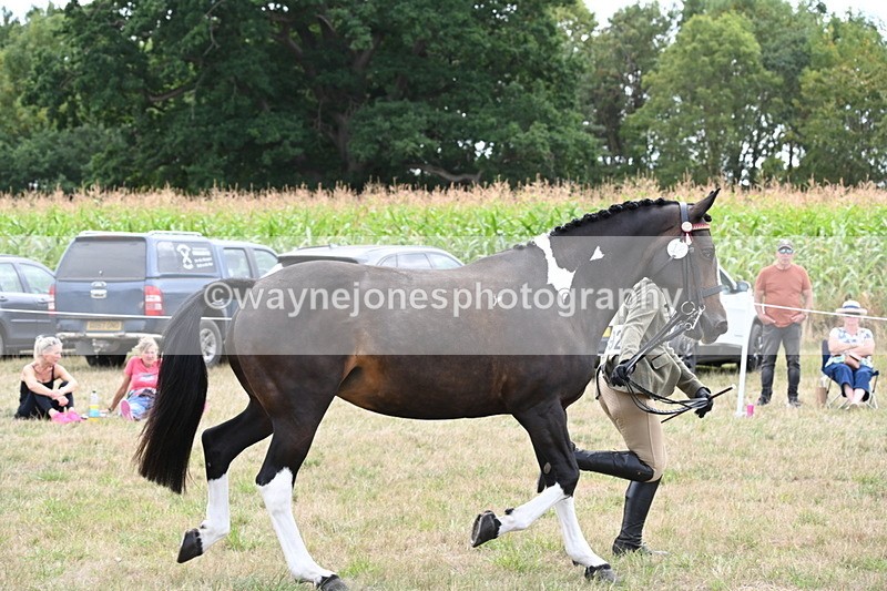 WJ6_6248 - Class 19 In-hand Veterans (Uploaded correct folder)