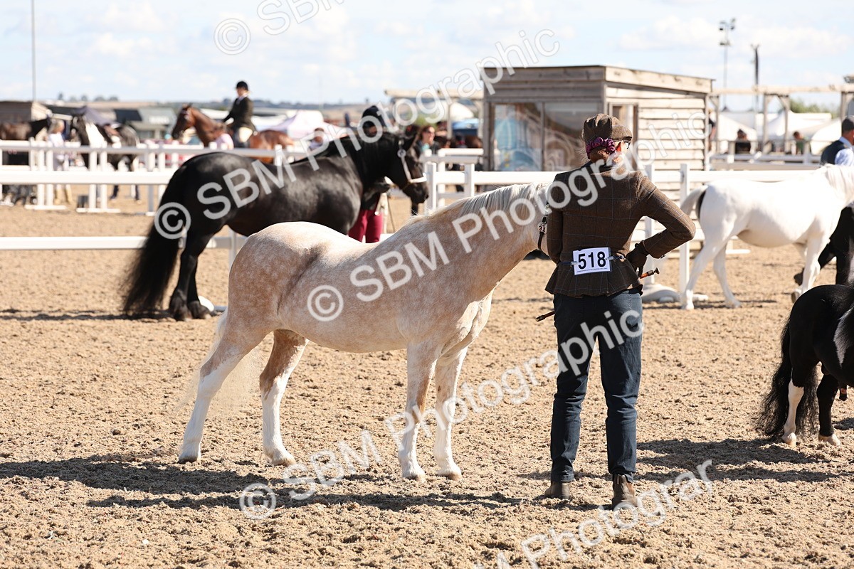 SBM_13891 - Class 205 - IH Show Pony - Show Hunter Pony