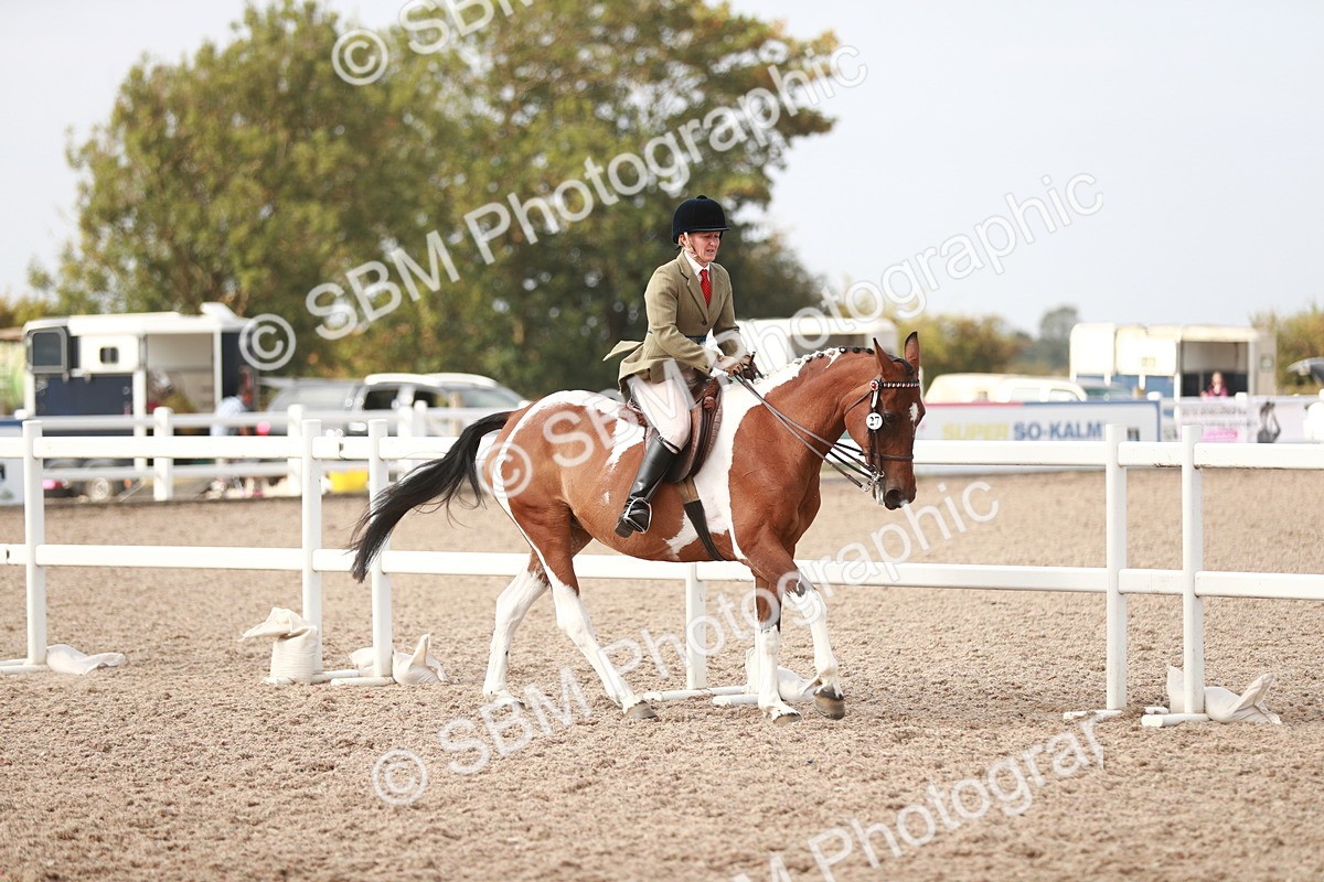 SBM_17500 - Class 215 Ridden Hack/ Riding Horse