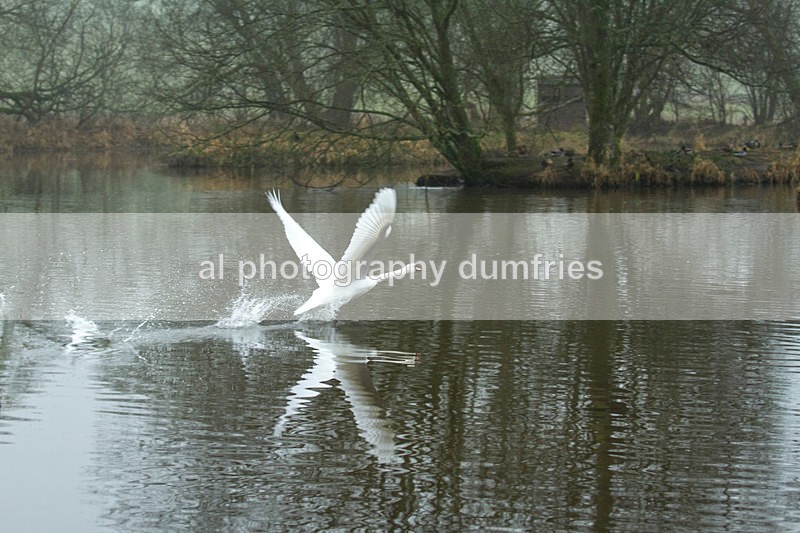  - Eskrigg Nature Reserve Lockerbie