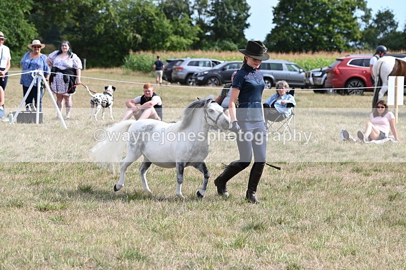 WJ6_7059 - Class 21 Shetland & Mini Horses