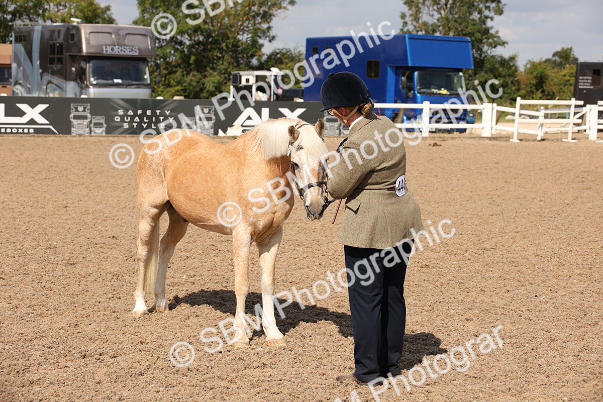 SBM_03389 - Class 18 Handsomest Gelding (IH or Ridden)