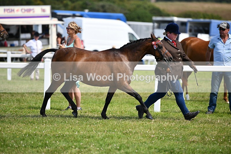 DSC_8274 - Class 68: Part Bred In Hand M & M
