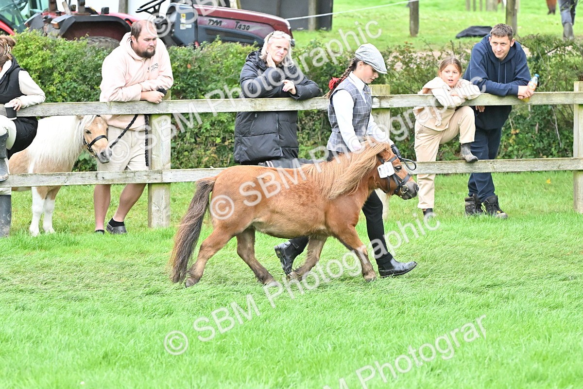 SBM_61023 - S48 - Mountain & Moorland In Hand Small Breeds