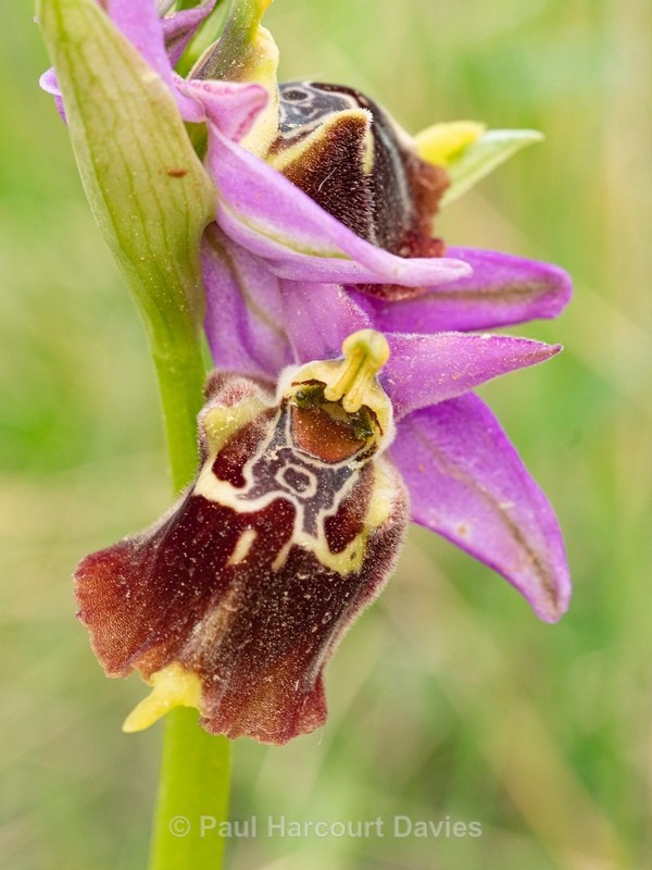 Apulian Ophrys (Ophrys fuciflora ssp apulica  also O. holoserica ssp apulica and O. apulica) - Gargano - Wild Orchids