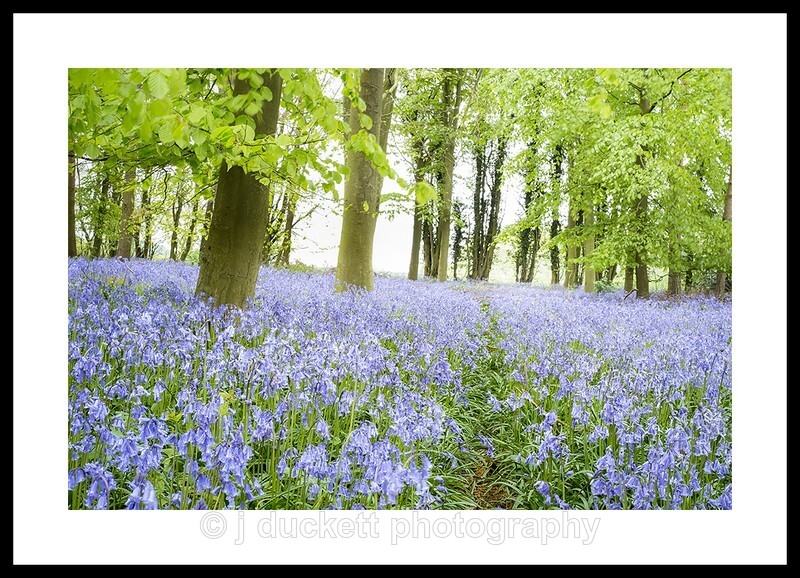 Bluebell Wood Fine art photography by The Silent Photographer