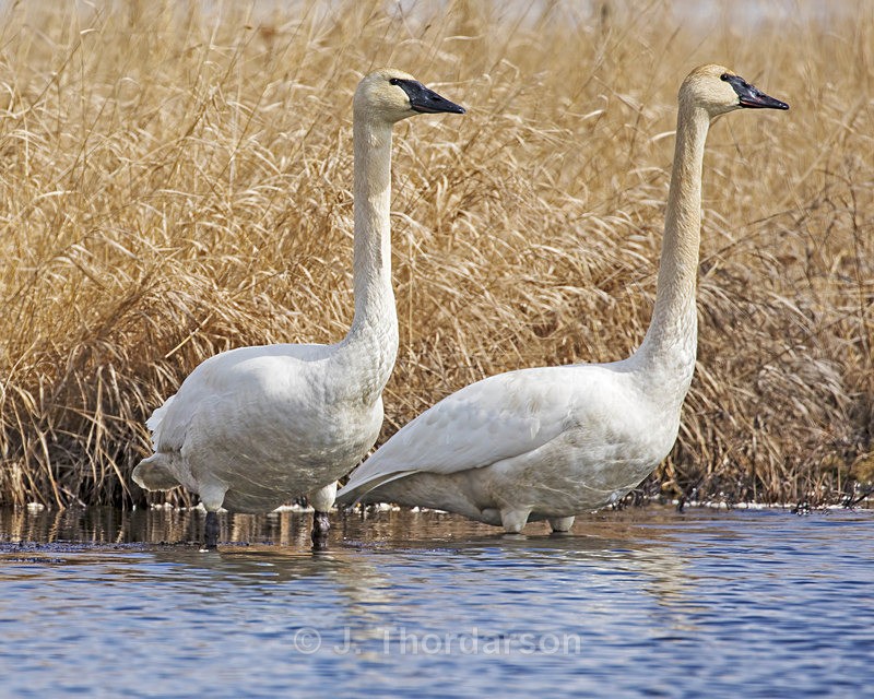  - Trumpeter Swans