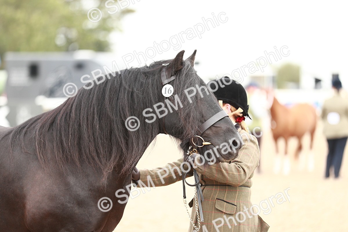 SBM_12502 - Class 207 IH M&M