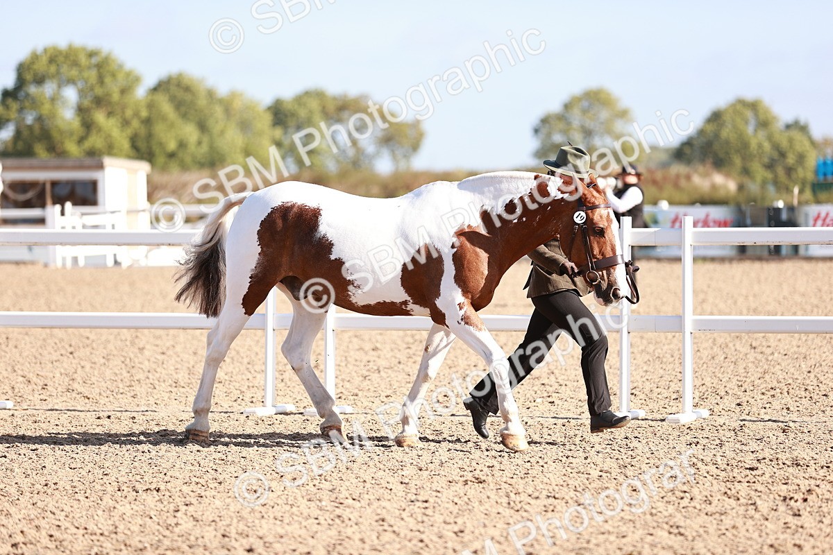 SBM_22011 - Class 702 - IH Show Horse-Pony