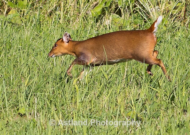 Astland Photography, Bird and Wildlife Images, Susan and Peter Wilson, U.K.