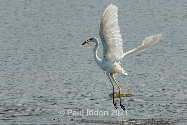 egret01 - Nature - Birds and Wildlife