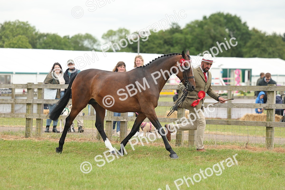 SBM_05542 - Class 68-73 - Riding Pony Breeding
