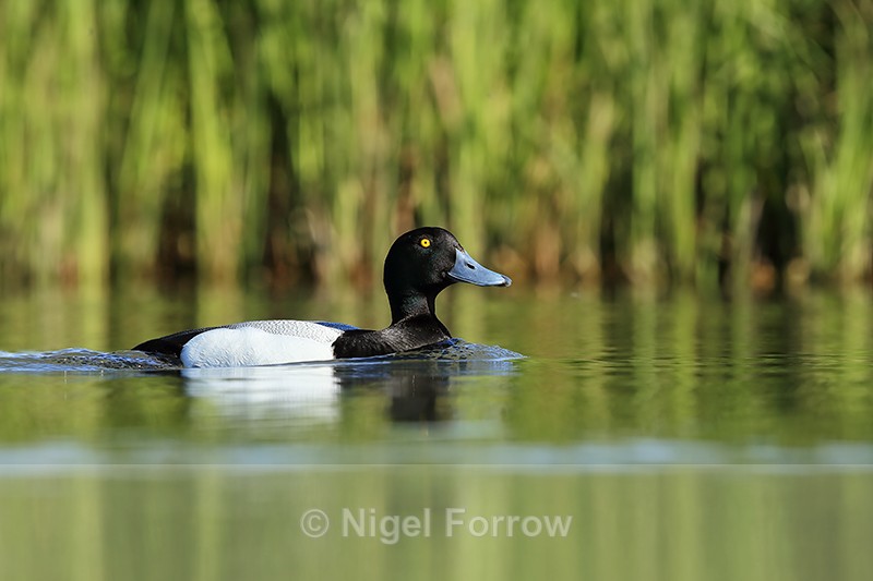 Scaup (male) swimming, Iceland - Scaup