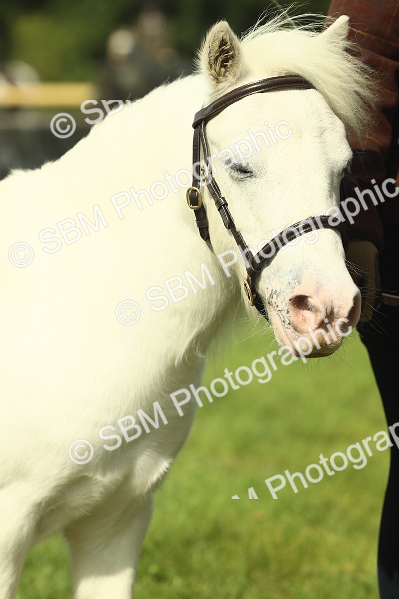 SBM_66680 - S34 - Rehabilitated Rescue Horse & Pony In Hand & Ridden