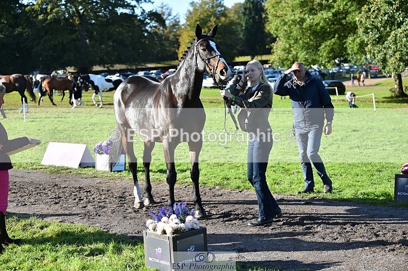 231022-104840-23505 - 489-MY.GALWAY.MAN-Daisy.Hood-TrotUp+SJ