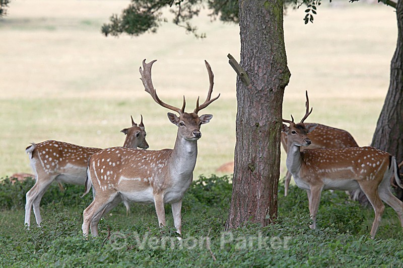  - Wildlife