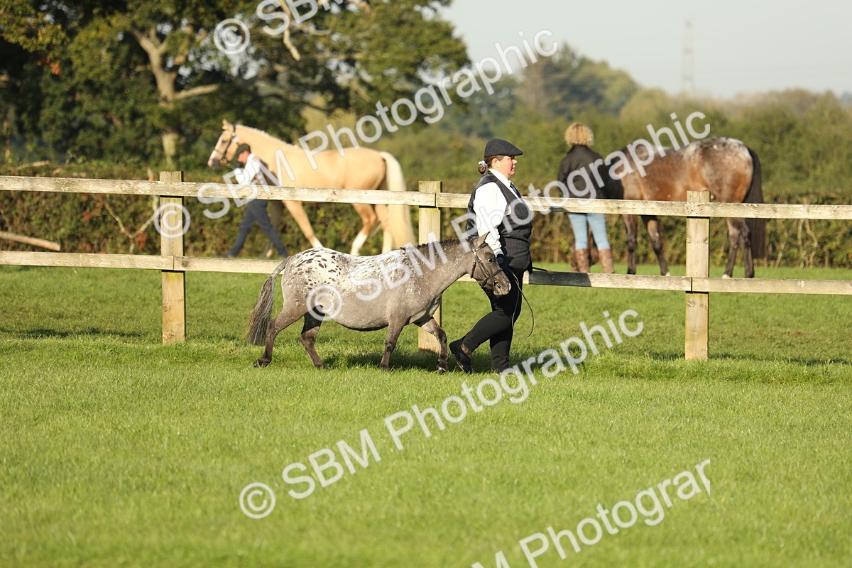 SBM_60807 - S43 - Coloured Pony In Hand