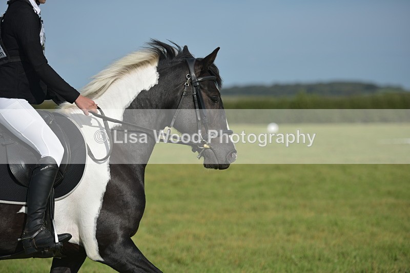 RAY_7625 - Class 2B: Trekenning Open: Dressage