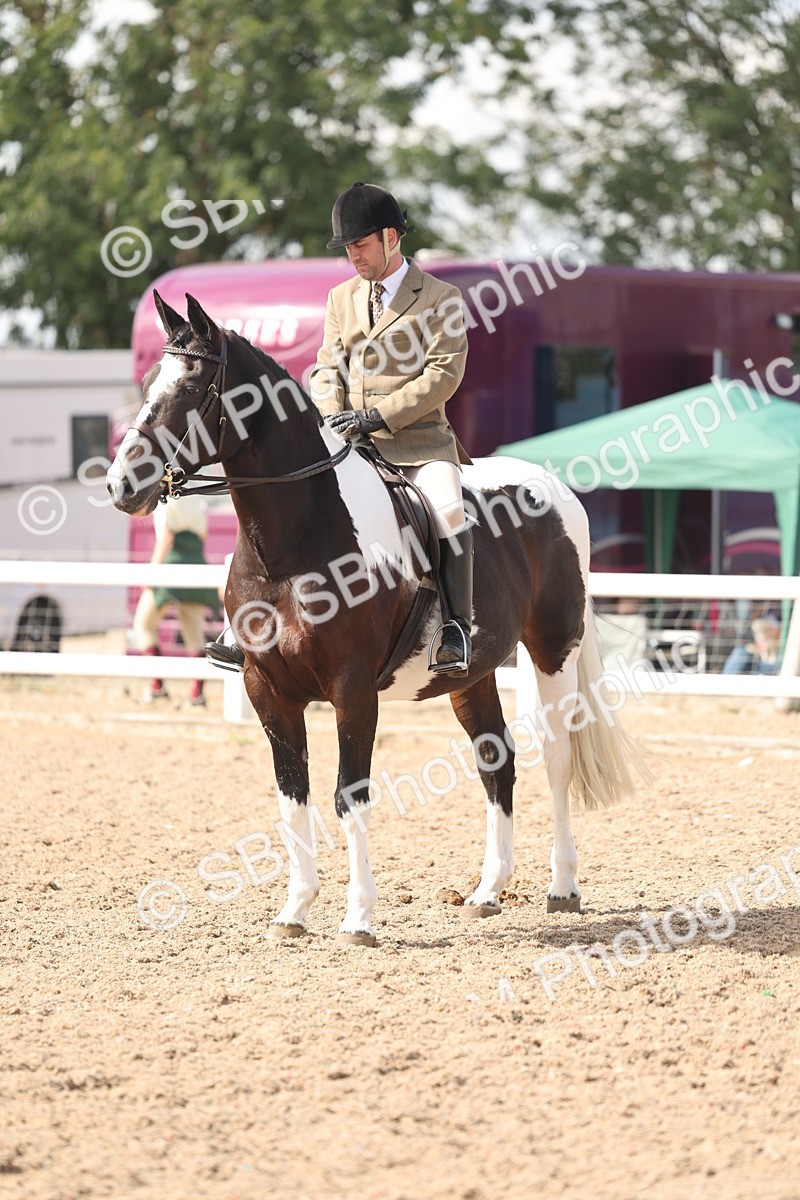 SBM_14812 - Class 308 - Ridden Coloured Horse
