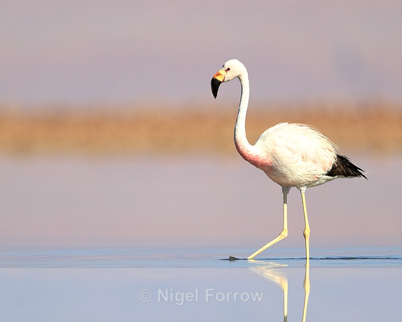 Andean Flamingo stirring up food with foot, Laguna Chaxas, Chile - Andean Flamingo