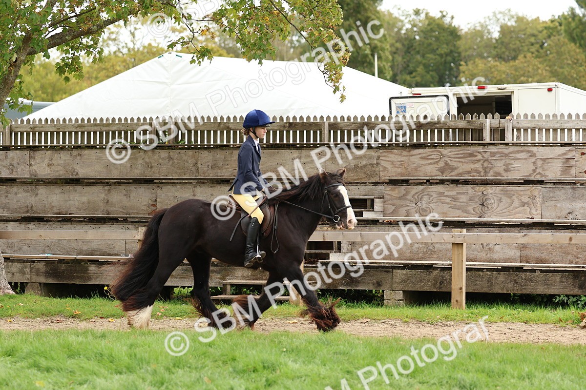 SBM_67526 - S60 - Mini Show Cob Ridden