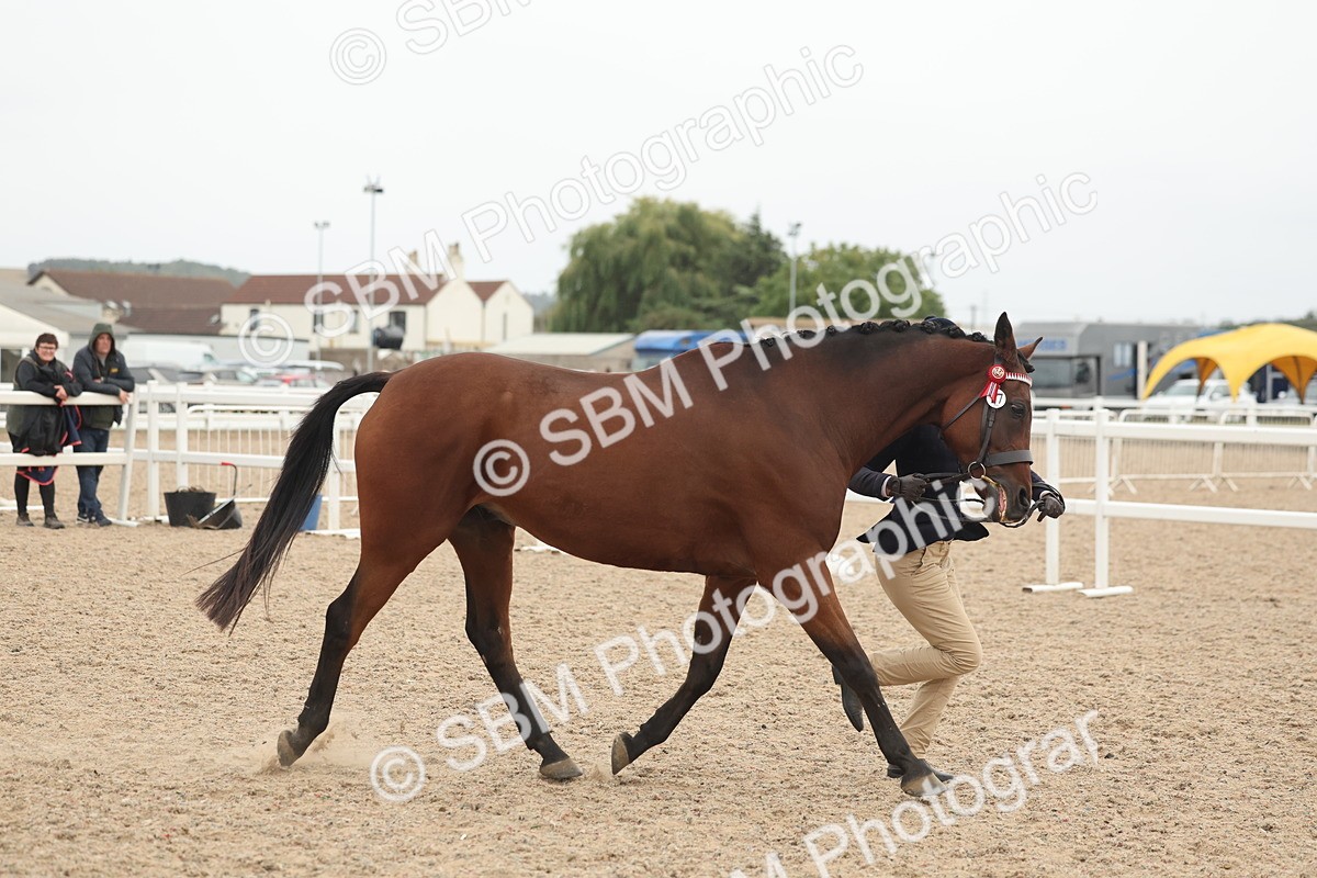 SBM_19796 - Class 318 - IH Part Bred Horse-Pony