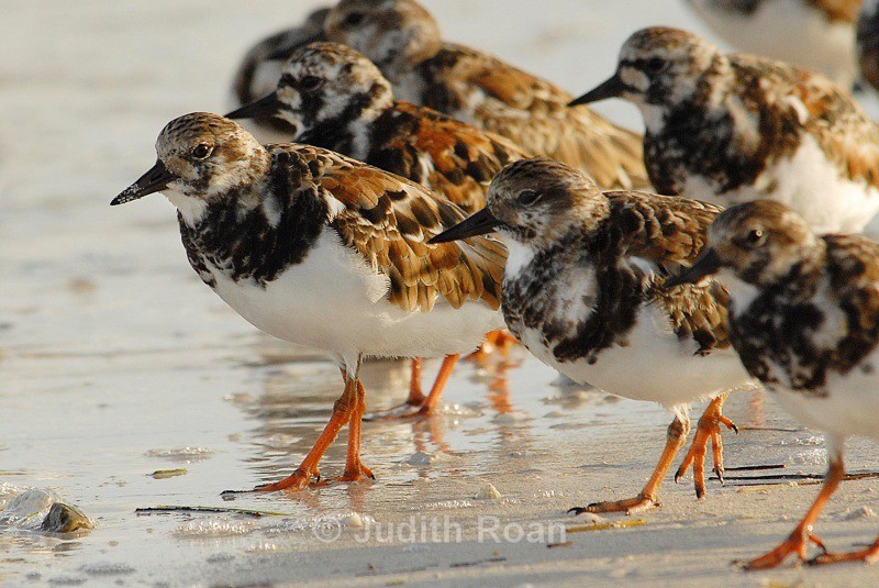 Ruddy Turnstones - Backyard Birds of the Pacific Northwest