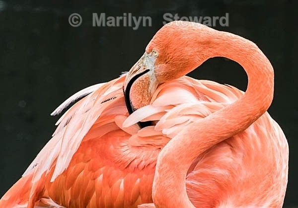 Slimbridge-4 Caribbean flamingo - Slimbridge Wetlands Centre