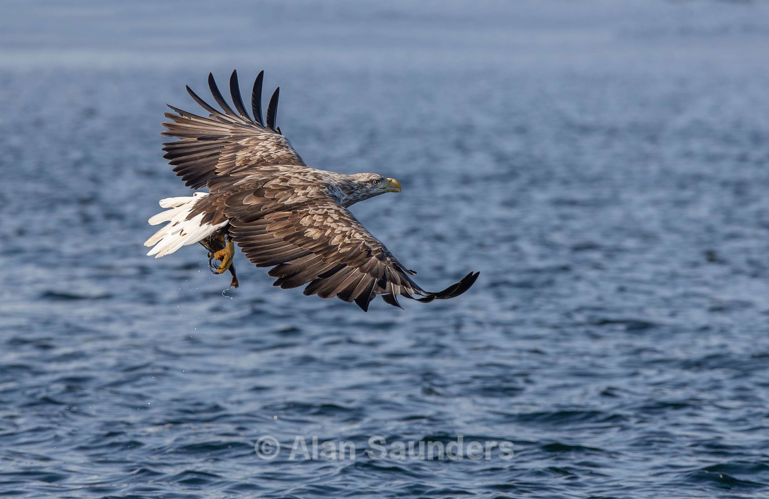 White Tailed Eagle 51