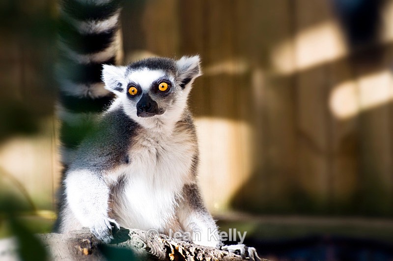 Ring-tailed Lemur - 0651 - Lemurs