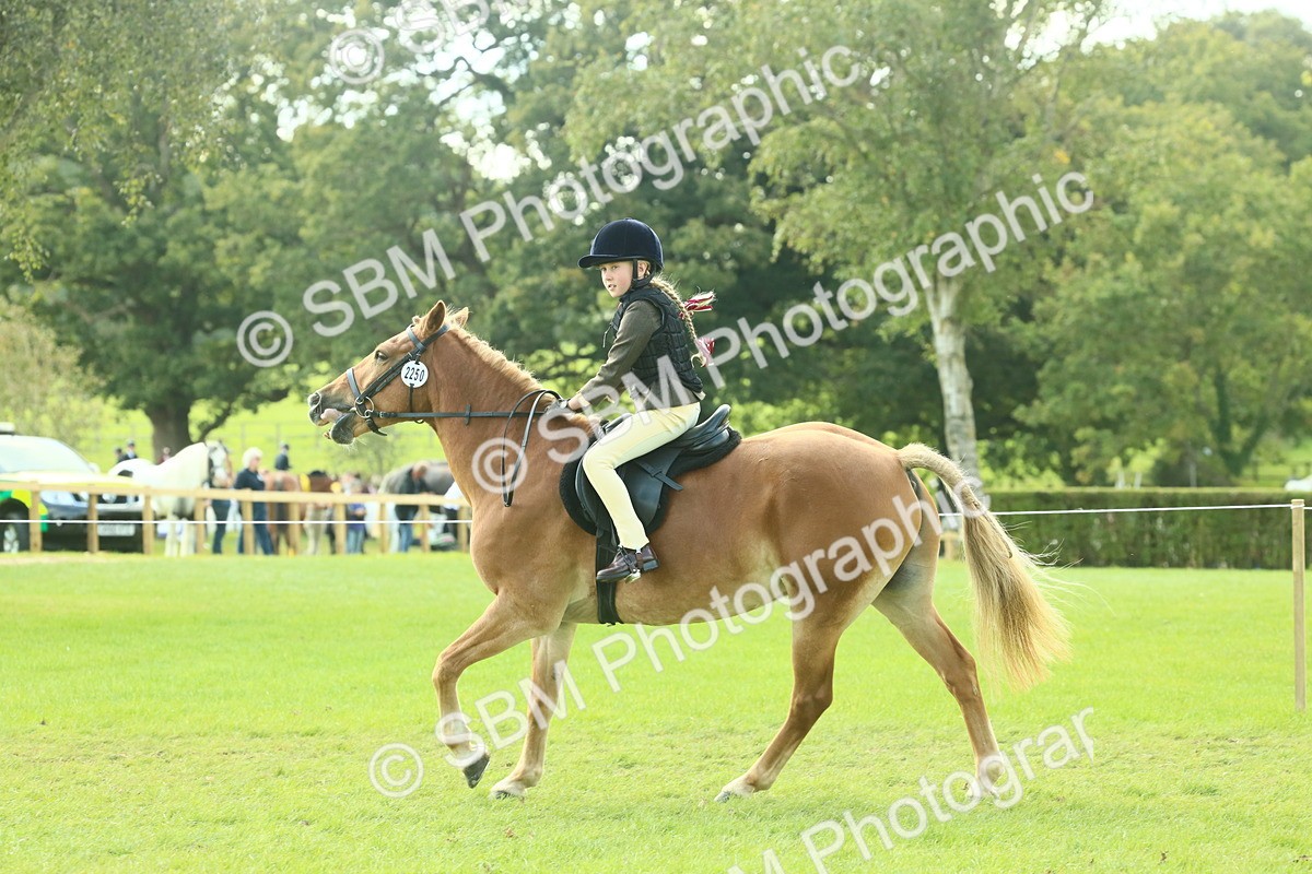 SBM_62428 - S62 - Foreign Breeds Ridden