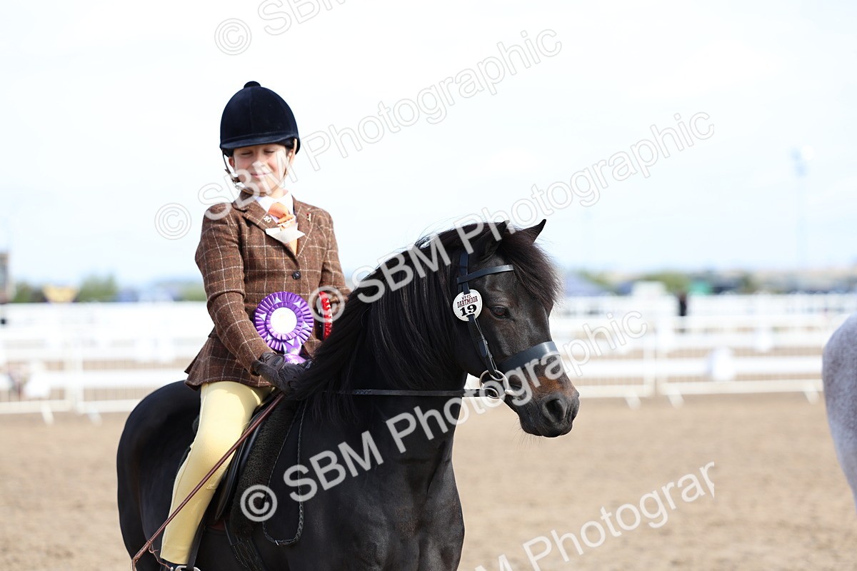 SBM_01925 - Class 18 - Handsomest Gelding - IH or Ridden