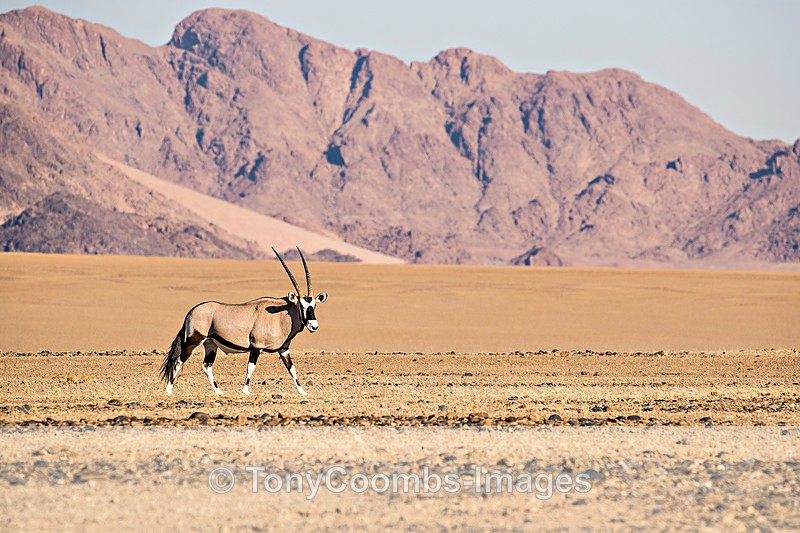 Oryx in Sossusvlei - Deadvlei and Sossusvlei