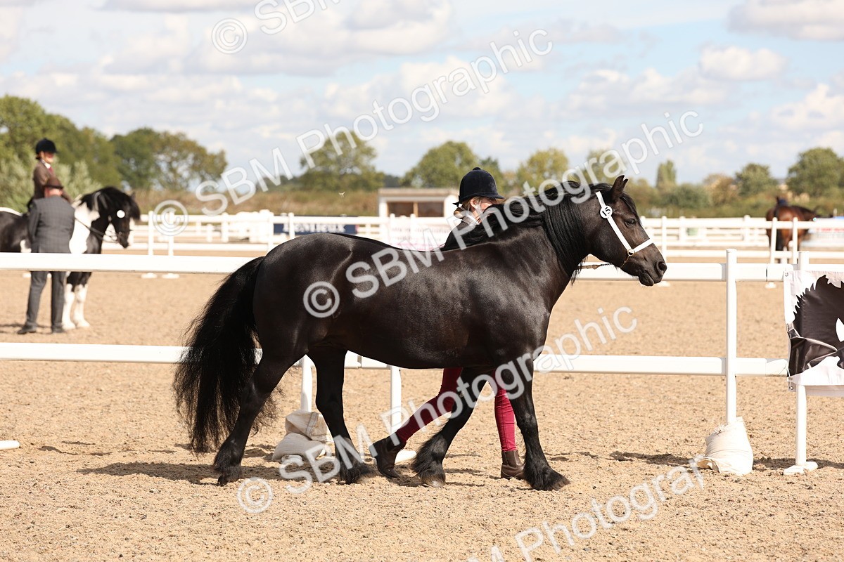 SBM_14007 - Class 205 - IH Show Pony - Show Hunter Pony