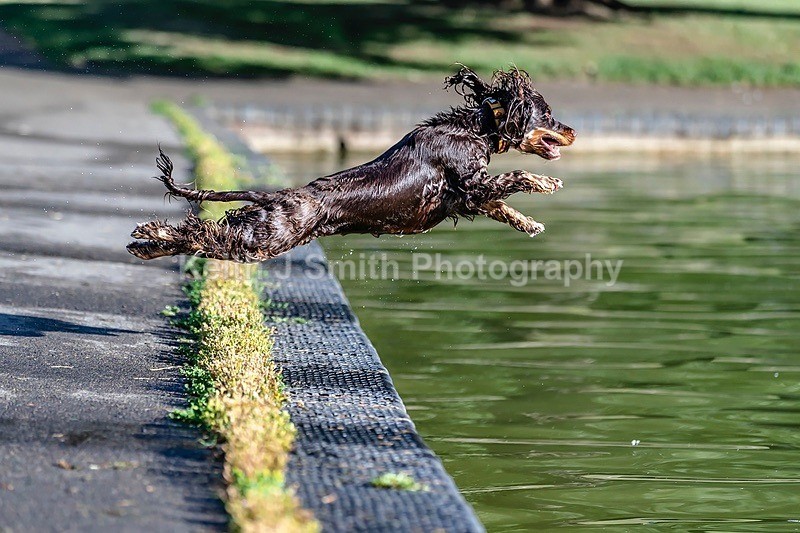 0KJS3311 - Dogs in Abington Park