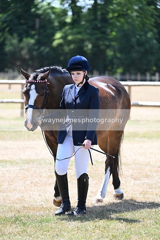 WJ7_2324 - Class 5a Most Handsome Gelding in hand (above 14.2hh)