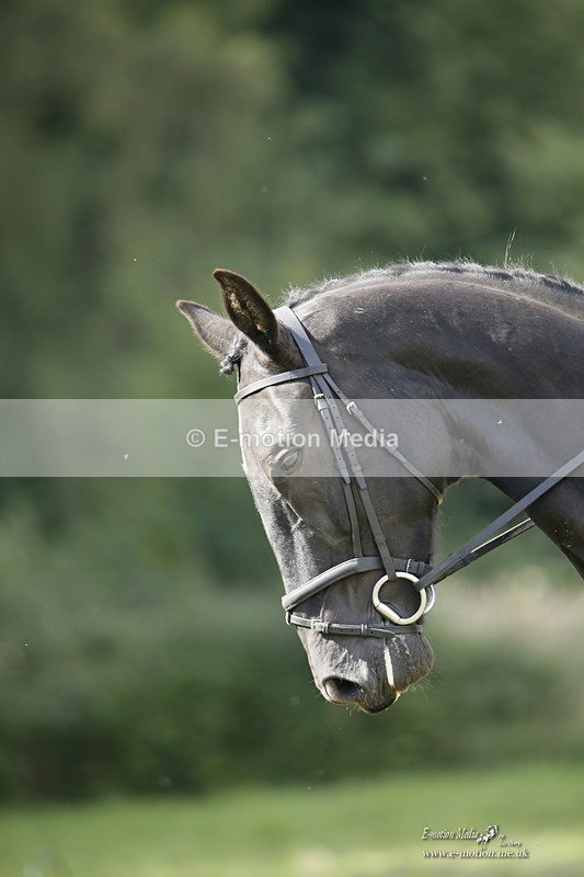 BVRC 120921 372 - Bourne Valley Riding Club UA Dressage & Show Jumping 12/09/21