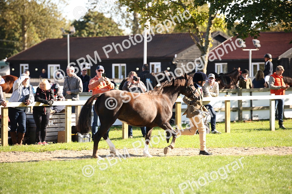 SBM_36583 - S10 - Best In Hand Horse & Pony