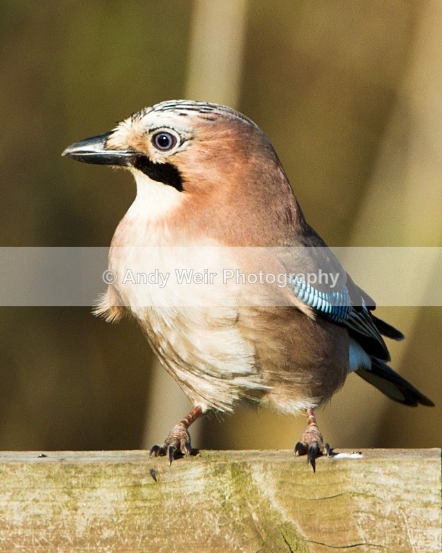 20101106_3167 - Jay