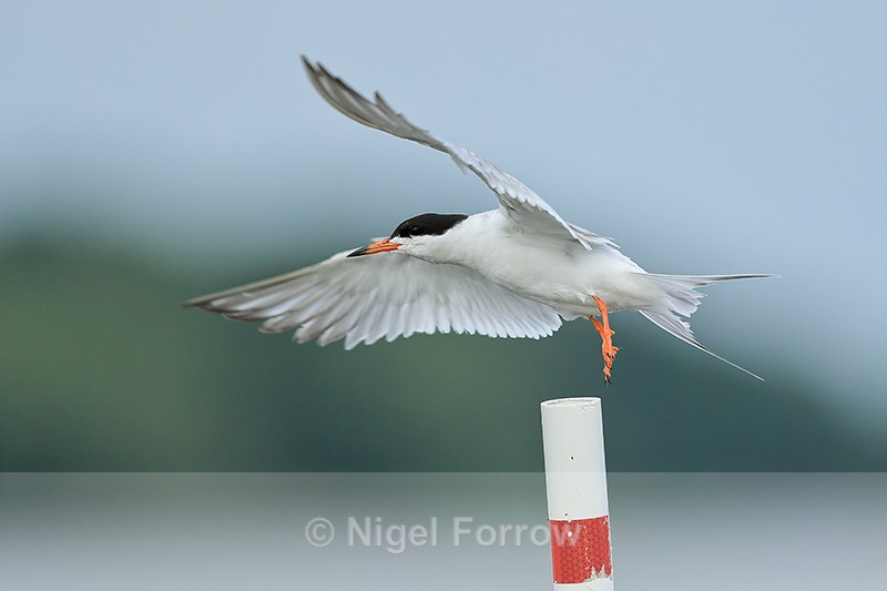 Forster's Tern takes off, Minnesota - Forster's Tern