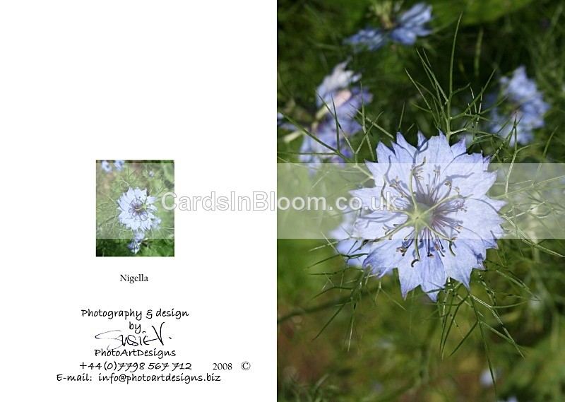 Summer 4.  Nigella - Summer