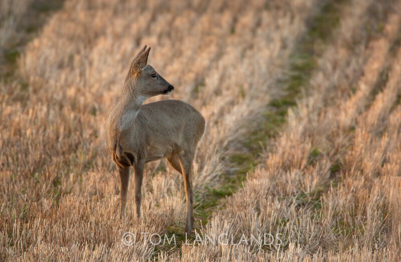 Roe Deer - Deer