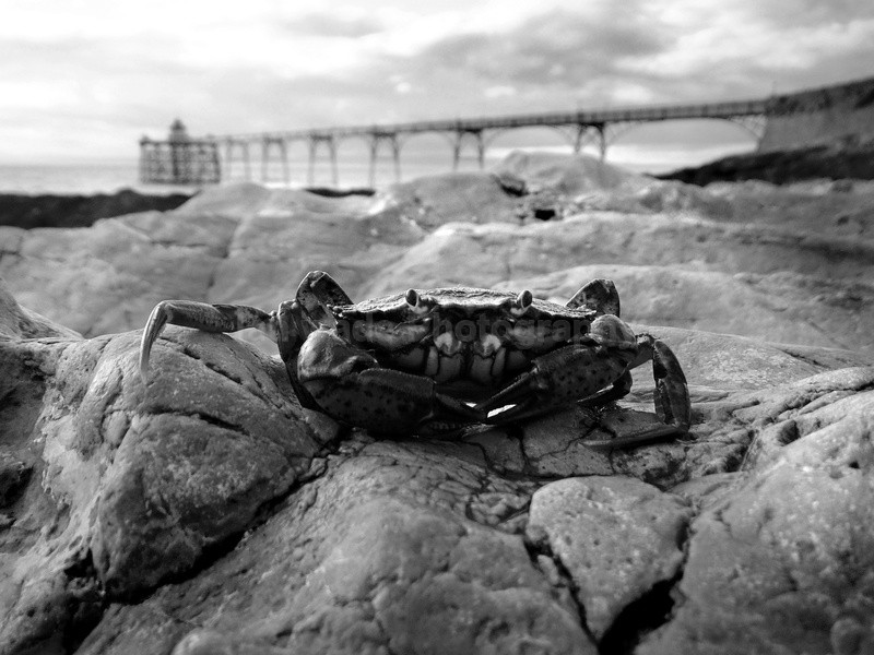  - Coastal Wildlife, Great Britain
