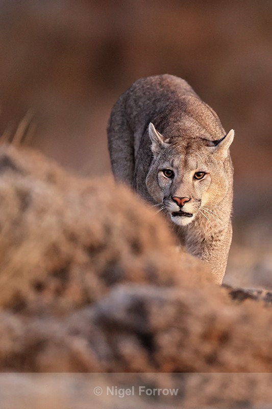 Puma Brissa advances forward, Torres del Paine, Chile - Puma